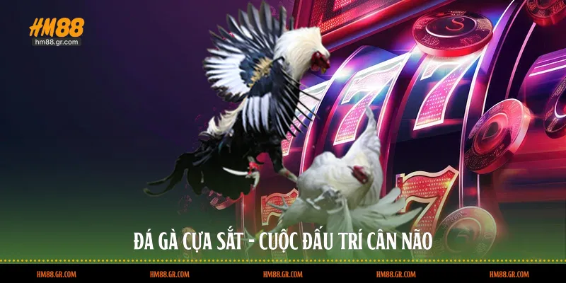 Đá gà cựa sắt - Cuộc đấu trí cân não