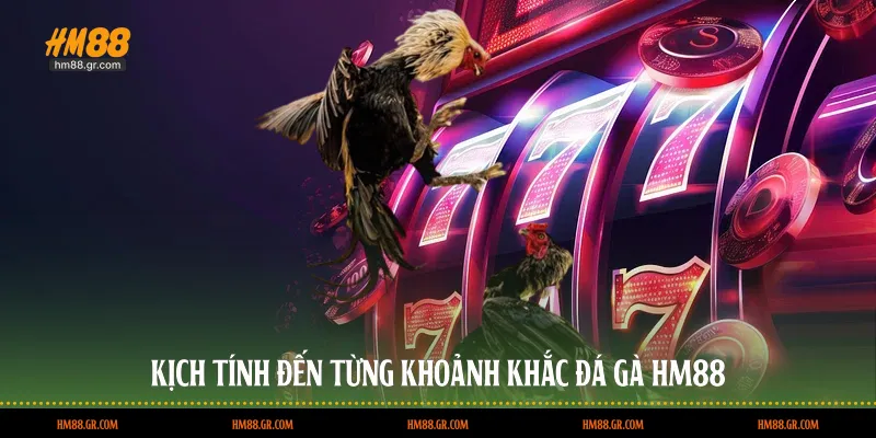 Kịch tính đến từng khoảnh khắc đá gà HM88