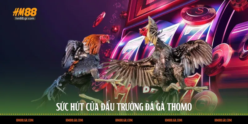 Sức hút của đấu trường đá gà Thomo