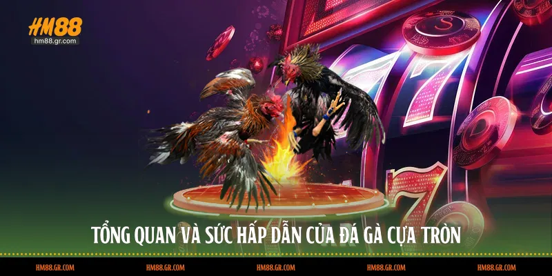 Tổng quan và sức hấp dẫn của đá gà cựa tròn
